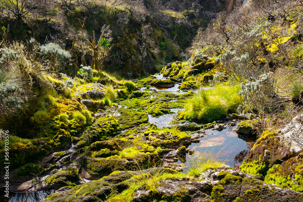 Exotic mountain landscape in Rwenzori mountains, Uganda. Moss covered swamp in sunny day. Exotic mountain landscape in Rwenzori mountains, Uganda. Moss covered swamp in sunny day.