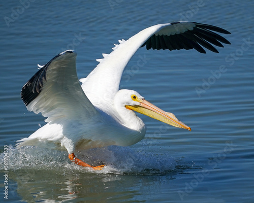 American White Pelican gliding on water as it lands