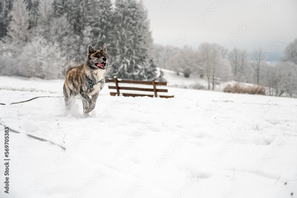 Akita inu Dog with gray fur is running through the snow during winter Akita inu Dog with gray fur is running through the snow during winter