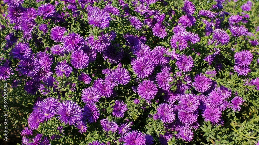 Symphyotrichum novae angliae Grape Crush purple flower in the garden design. Symphyotrichum novae angliae Grape Crush purple flower in the garden design.