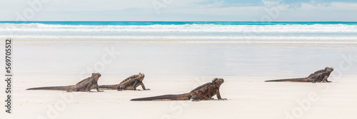 Photography Galapagos Marine Iguanas relaxing on Tortuga bay beach, Santa Cruz Island, Galapagos Islands