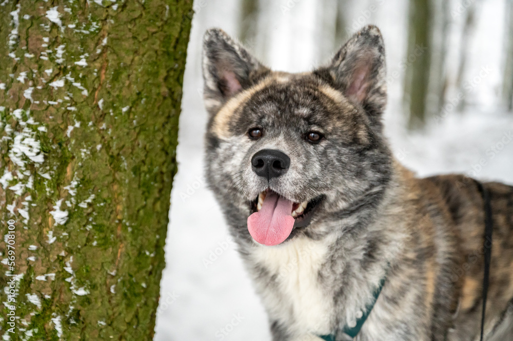 Close-up beautiful Akita Inu dog with gray fur in the snow