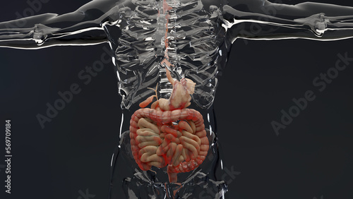 man suffering from crohns disease, male anatomy, inflamed large intestine, Sigmoid Colon, human digestive system parts, 3d render