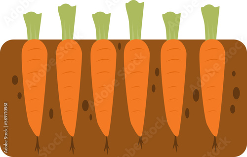 illustration of planting carrots