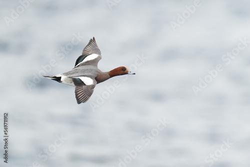 eurasian wigeon in flight photo