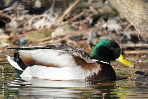 mallard in a pond