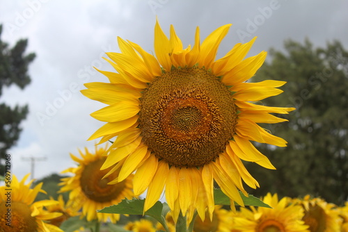 Campo de girasoles 