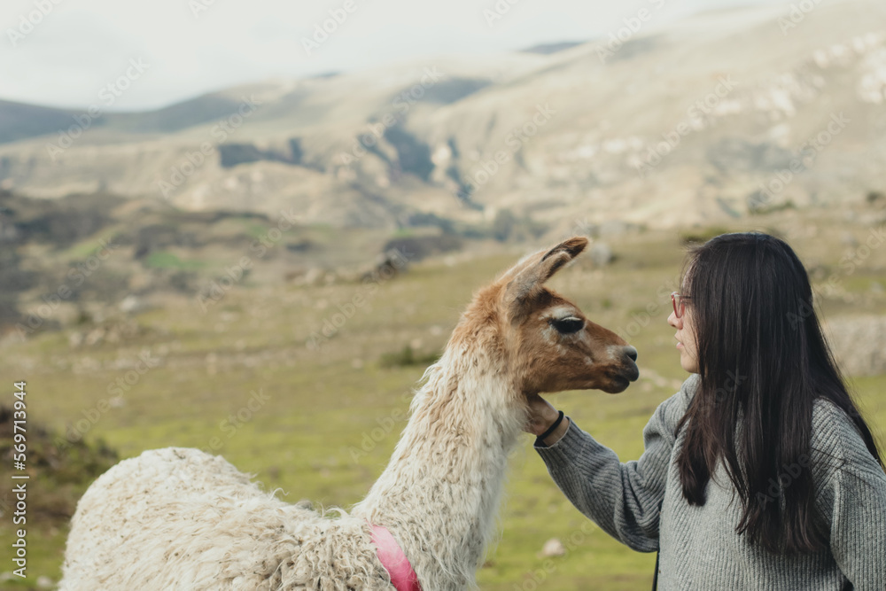 Fototapeta premium Woman caressing a llama in a green valley in the Andes mountain range in Peru. Concept of mountain animals (South America) Love of animals.