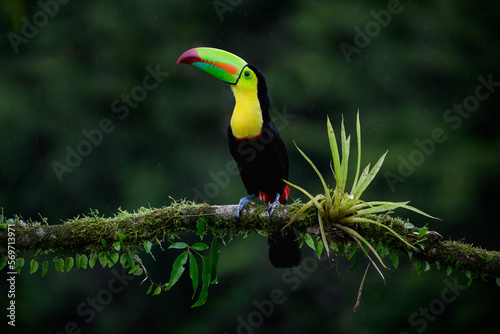 Keel-billed Toucan portrait on mossy stick and rainy day against dark green background