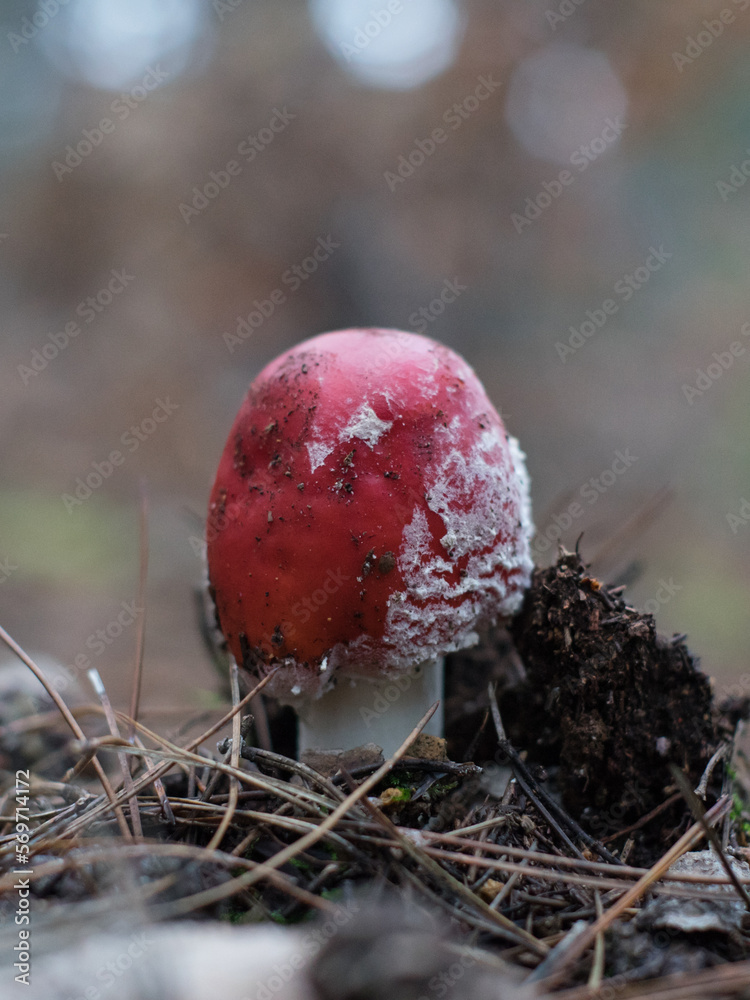 fly agaric, fly amanita, der white spotted mushroom in an autumn forest fly agaric, fly amanita, der white spotted mushroom in an autumn forest