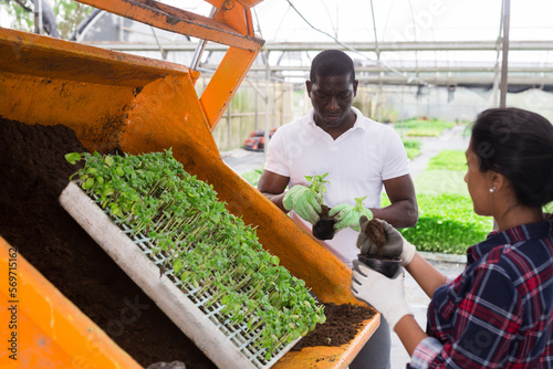 Afro-american man and latina woman farm workers repotting vegetable seedlings at greenhouse