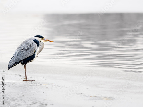 Bild auf Leinwand gray heron ardea cinerea