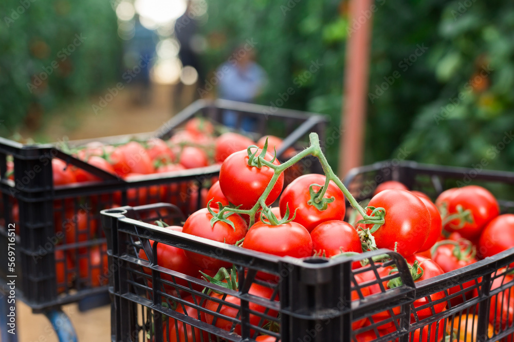 Crop of organic red tomatoes in crates in glasshouse, blurred people engaged in harvesting on background