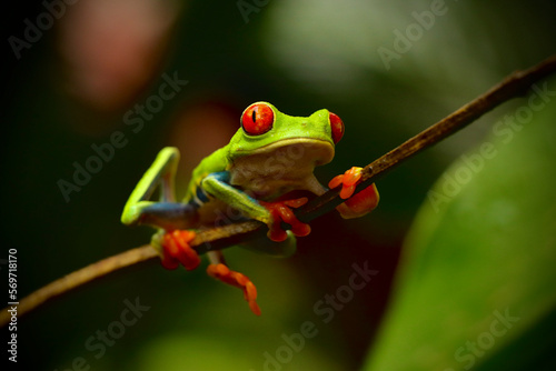 Red eyed tree frog is resting on a branch