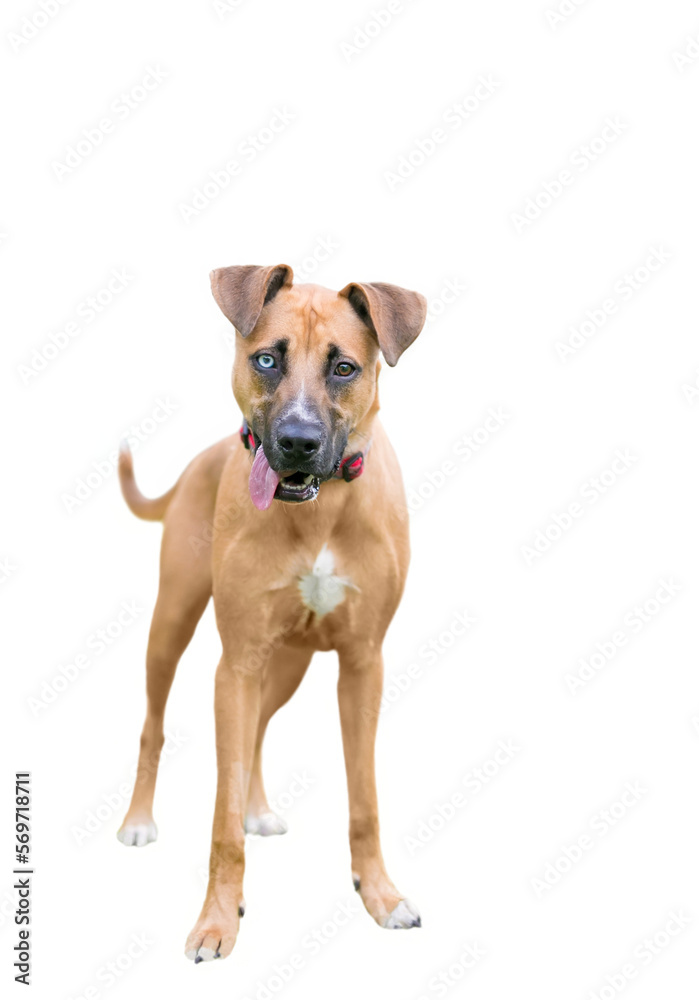 A mixed breed dog with heterochromia, one blue eye and one brown eye on a transparent background A mixed breed dog with heterochromia, one blue eye and one brown eye on a transparent background