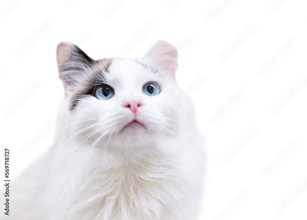 A fluffy white cat with blue eyes and its left ear tipped on a transparent background