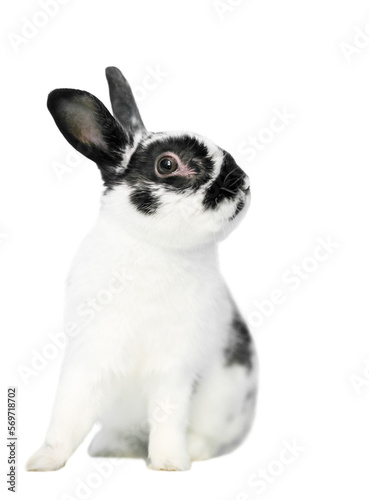 A black and white Dwarf rabbit sitting with a transparent background