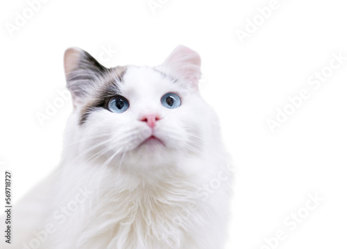 Leinwand Poster A fluffy white cat with blue eyes and its left ear tipped on a transparent backg