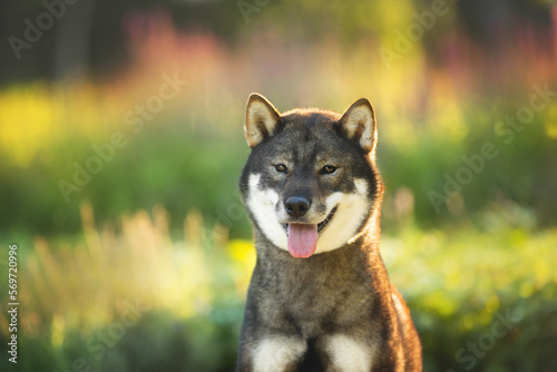 Photographie Close-up portrait of cute and beautiful japanese dog breed shikoku sitting in th