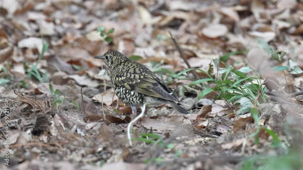 scarly thrush in a forest scarly thrush in a forest
