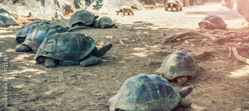 Aldabra giant tortoise, Turtles in Seychelles on the beach