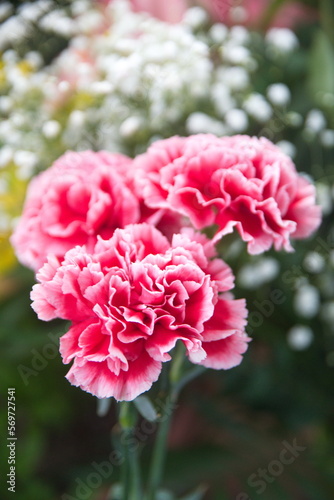 Fototapeta Naklejka Na Ścianę i Meble -  Pink Dianthus caryophyllus, carnation or clove pink,  species of Dianthus