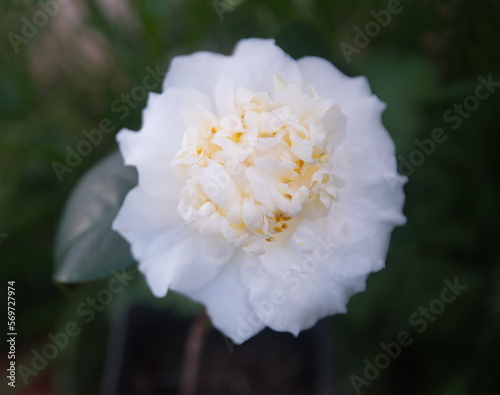 Brushfields Yellow camellia, creamy-white, yellow camellia