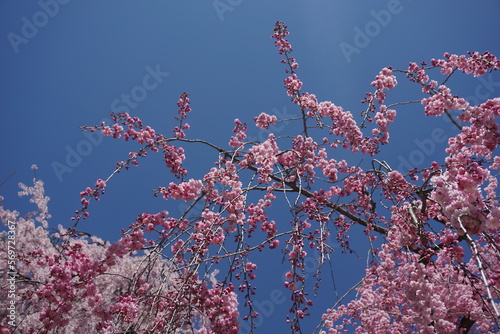 Pink Japanese cherry blossom or sakura bouquet and branch in close with blue sky, famous blossom blooming festival photo