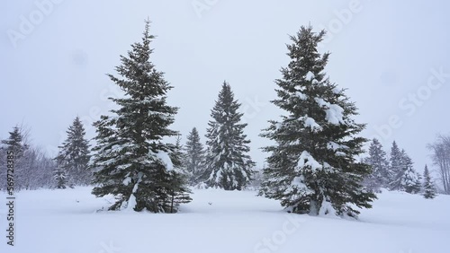 Wallpaper Mural Heavy snow falling in a forest with large white spruce trees the sky and snow have a blueish cast.
 Torontodigital.ca