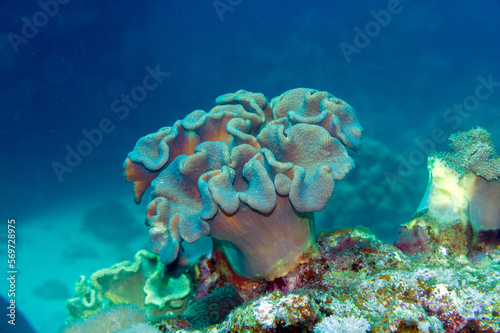 toadstool leather coral