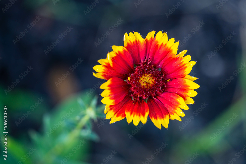Obraz premium yellow and red flower