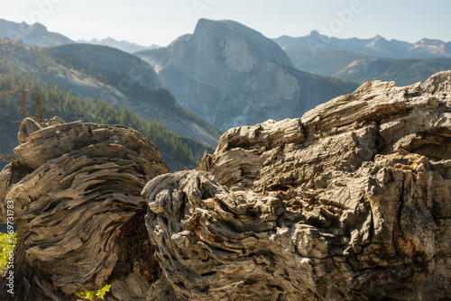 Gnarly Tree Trunk Lays On Cliff Edge Overlooking Half Dome
