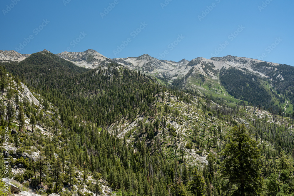 Green Meadows and Pine Trees Below Kennedy Pass