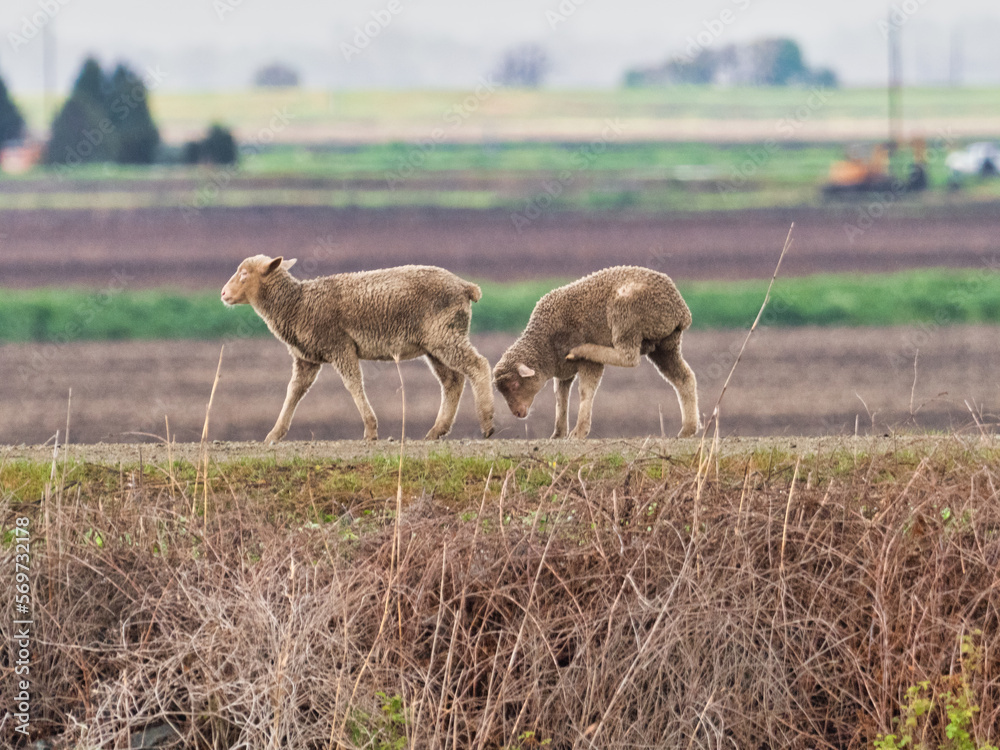 The Group of Sheeps walking through the field The Group of Sheeps walking through the field