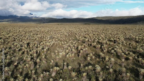 The exotic frailejon valley at Purace Cauca Colombia drone paramo moorland photo