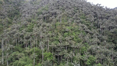 The Unique Wax Palm Forests Landscape in Toche Tolima Colombia drone photo