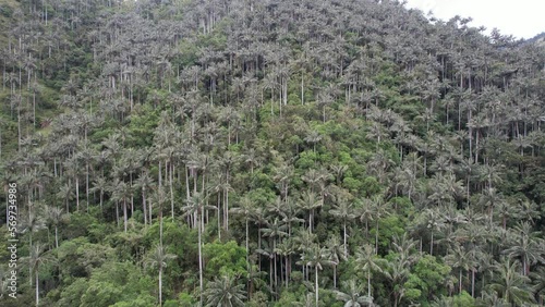 The Unique Wax Palm Forests Landscape in Toche Tolima Colombia drone photo