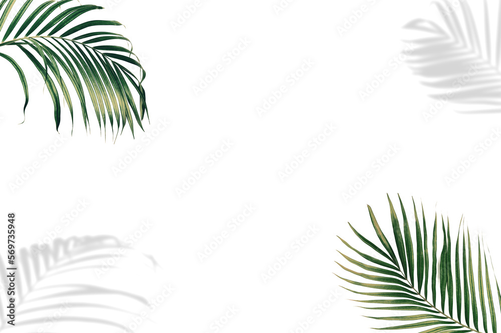  Tropical palm leaves background