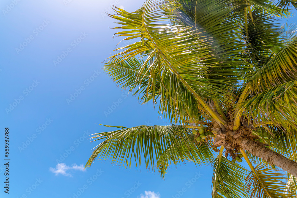 Coconut trees in a low angle view at Bill Baggs Cape Florida State Park in Miami, Florida. Under the coconut tree branches against the sunny clear sky background.