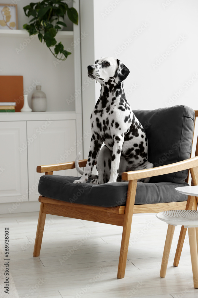 Adorable Dalmatian dog sitting on armchair indoors