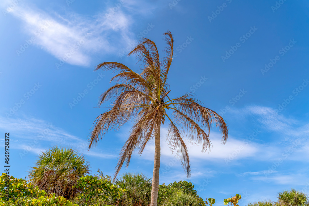Dead coconut tree at Bill Baggs Florida State Park in Miami, Florida. Isolated coconut tree with brown branches against the green trees at the back below the blue sky.