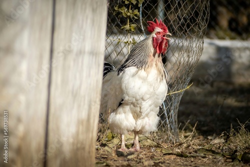 Slika na platnu Rooster crowing in a farm. Sussex chicken breed.