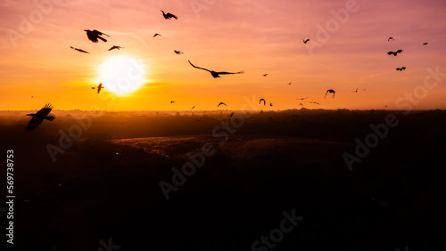 motion of birds flying on the sky at sunrise.Flock of crows flying in the wind.selection focus. © Mohwet