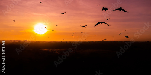 motion of birds flying on the sky at sunrise.Flock of crows flying in the wind.selection focus.