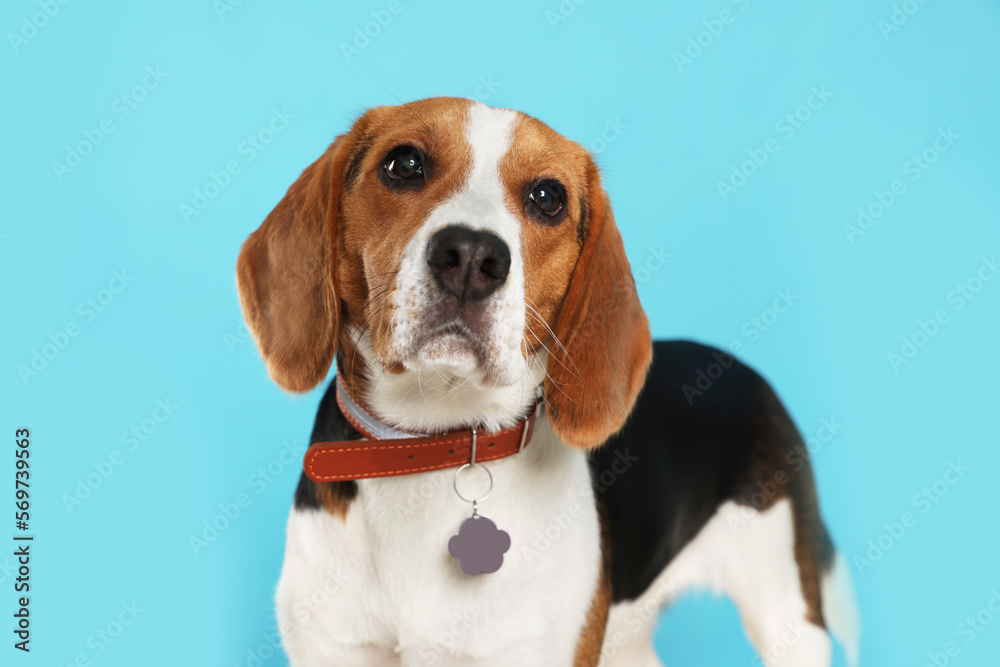 Adorable Beagle dog in stylish collar on light blue background