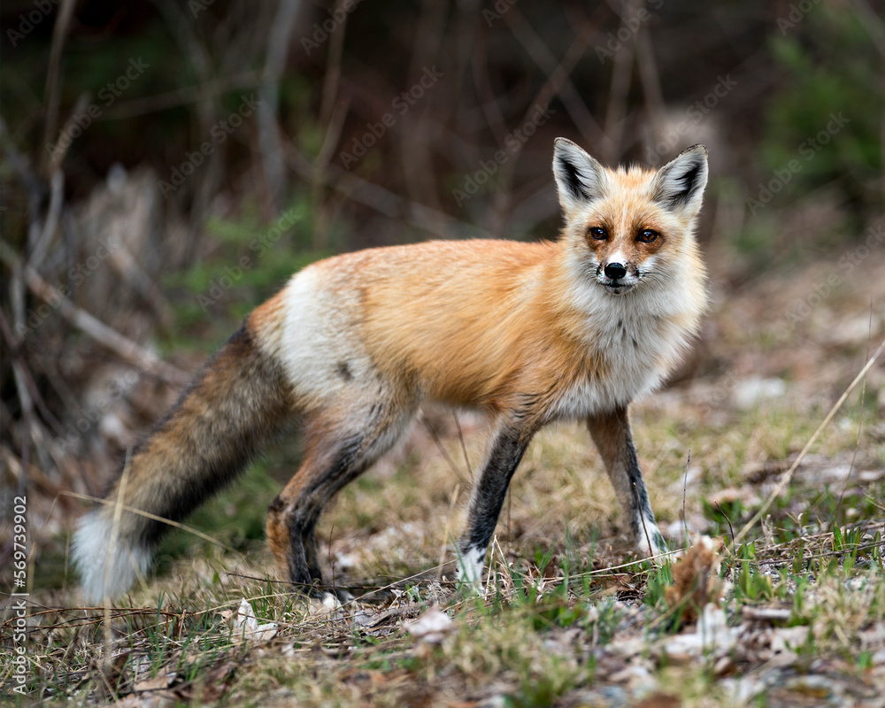 Red Fox Photo Stock. Fox Image.  Close-up profile side view looking at camera with a blur background in its environment and habitat.  Picture. Portrait.