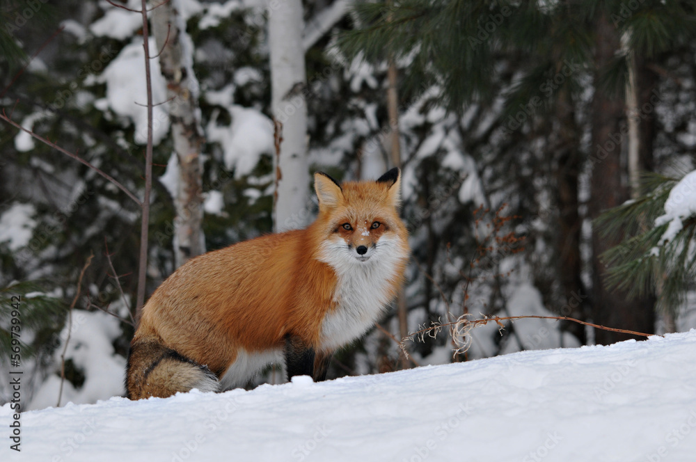 Red Fox stock photos. Red fox looking at camera in the winter season in its environment and habitat with blur forest  background displaying bushy fox tail, fur. Fox Image. Picture. Portrait