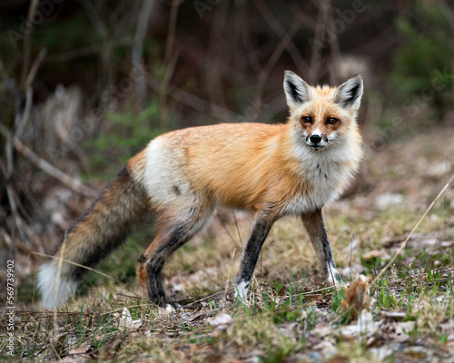 Red Fox Photo Stock. Fox Image.  Close-up profile side view looking at camera with a blur background in its environment and habitat.  Picture. Portrait. ©  Aline