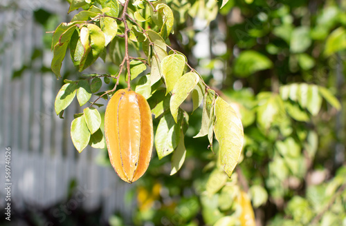 Carambola Sri Kembangan star fruit hanging on a tree branch. Growing food in the backyard. Gardening as a hobby photo