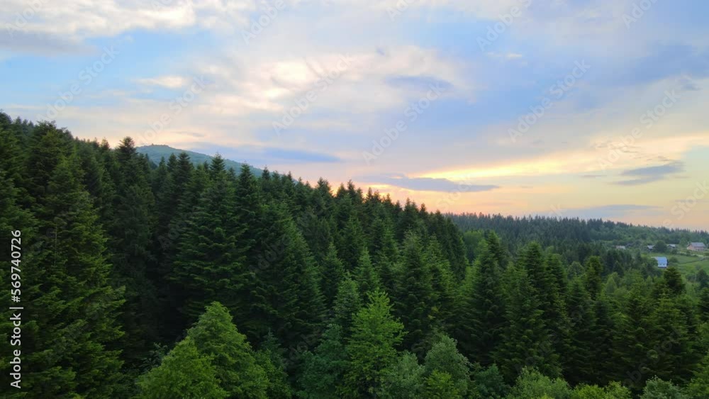 Aerial view of green pine forest with dark spruce trees covering mountain hills. Aerial view of green pine forest with dark spruce trees covering mountain hills.
